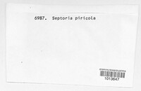 Septoria piricola image